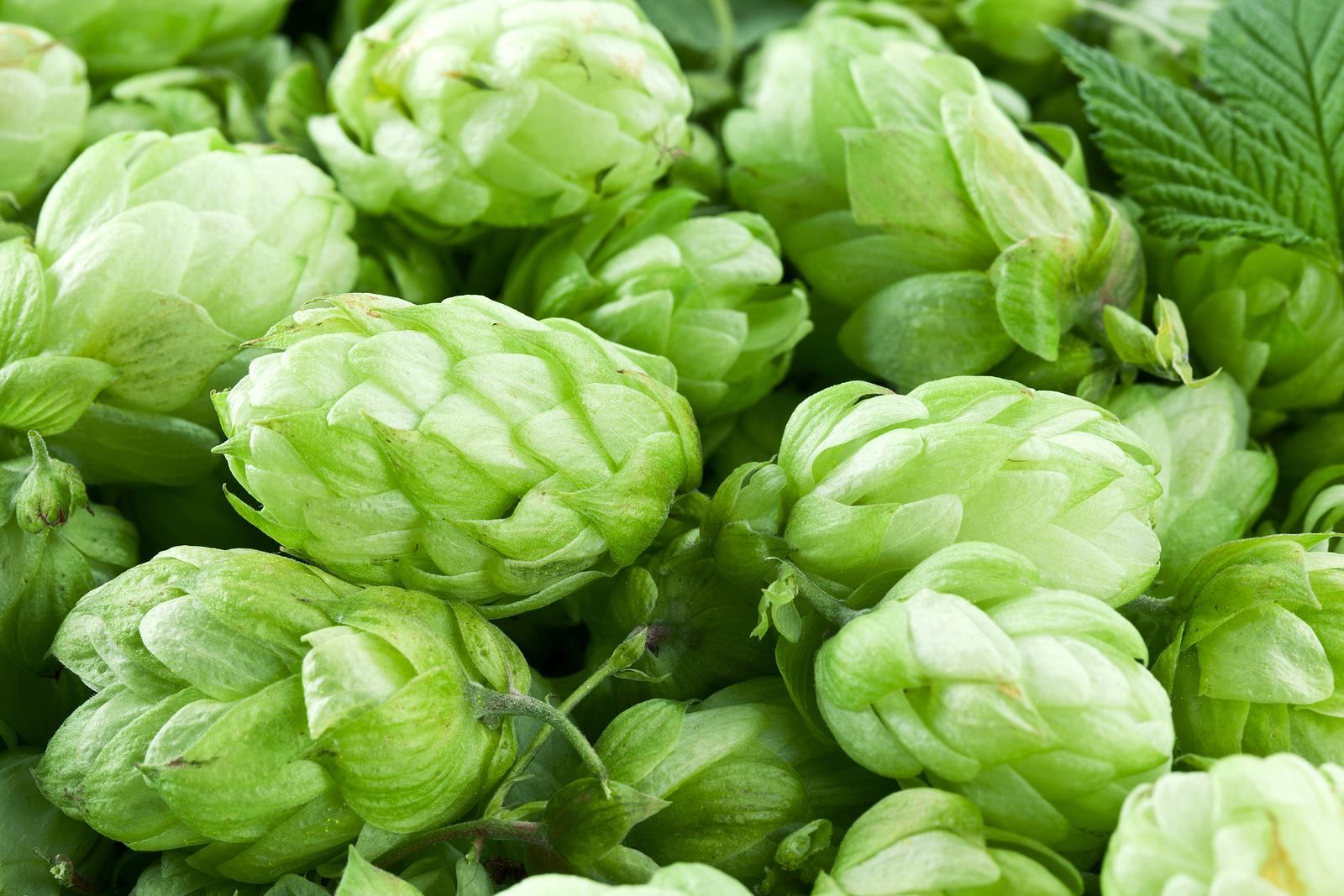 Unveiling the Benefits of Hops Supplements