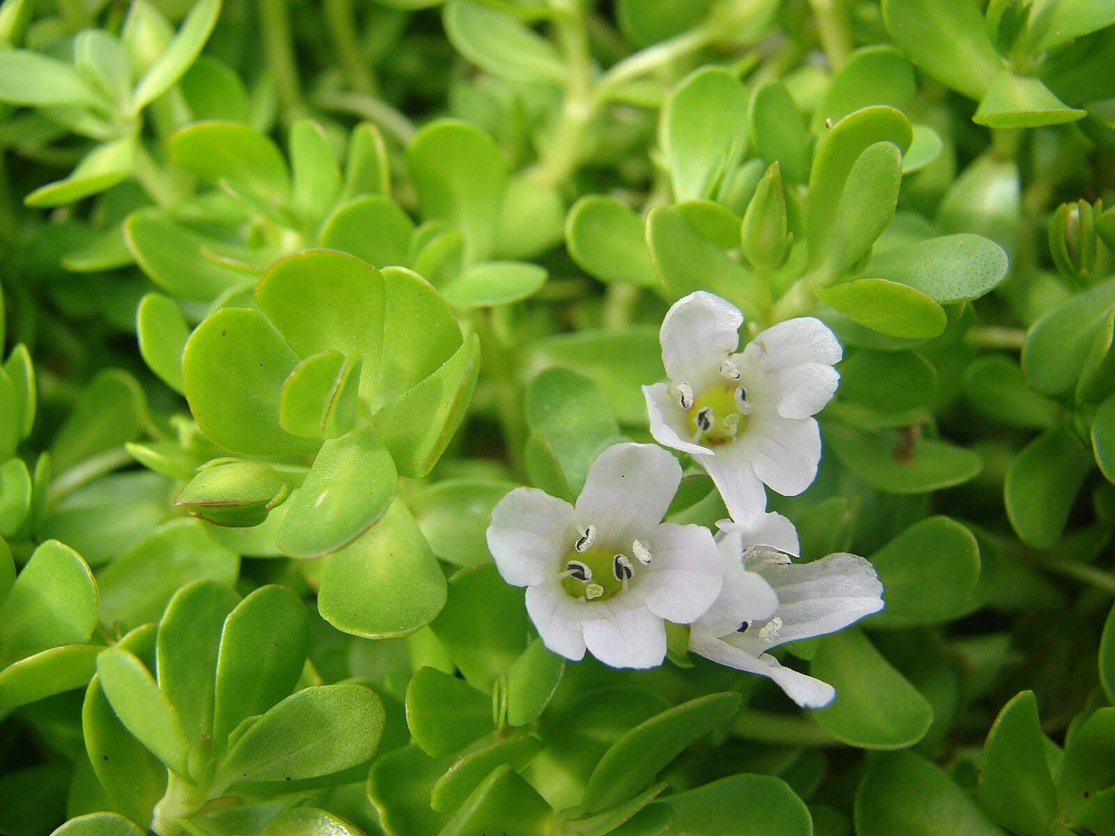 Unveiling the Cognitive Potential The Benefits of Bacopa Monnieri Nootropics